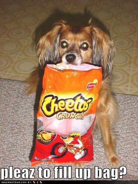 funny dog pictures dog asks you to fill his bag