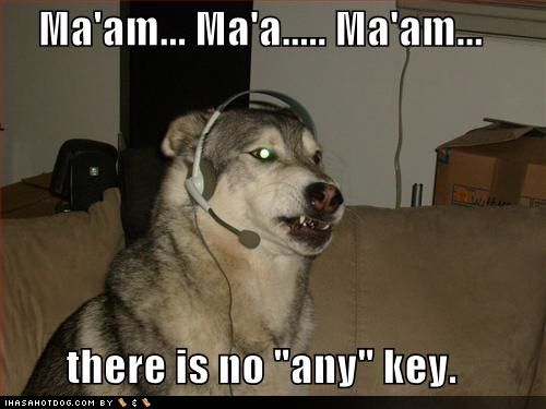 funny dog pictures dog cannot find the any key
