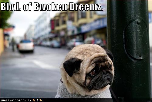 funny dog pictures dog is alone and on the streets