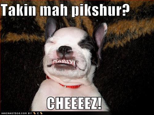 funny dog pictures dog says cheese