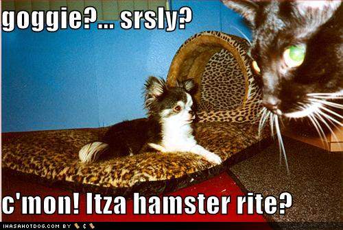 funny dog pictures goggy srsly