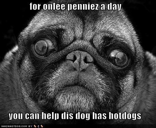 funny dog pictures please donate to help this dog