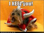 funny dog pictures i kill you