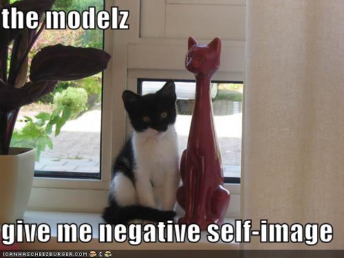 funny pictures self image cat