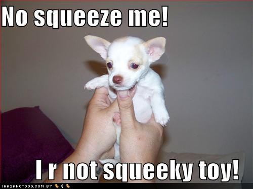 funny dog pictures no squeeze me