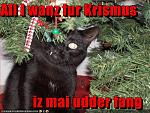 funny pictures all cat wants for christmas is his other fang
