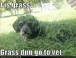 funny dog pictures grass does not go to the vet
