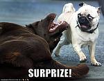 funny dog pictures surprise pug