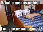 funny dog pictures ur bed