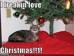 funny pictures cat loves christmas