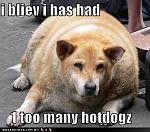 funny dog pictures fat dog ate too many hotdogs