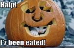 funny pictures kitten has been eaten by a pumpkin