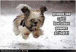 funny dog pictures ground cold