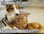 funny dog pictures dog is just testing for poison