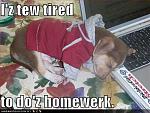 funny dog pictures dog is too tired to do his homework