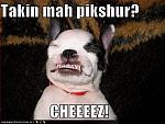 funny dog pictures dog says cheese