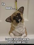 funny dog pictures yeah no