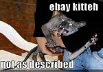 funny pictures crazy ebay cat