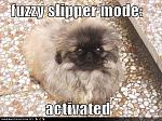 funny dog pictures your dog is in fuzzy slipper mode