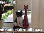 funny pictures self image cat