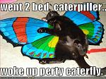 funny pictures caterpillar became beautiful caterfly