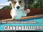 funny dog pictures important announcement
