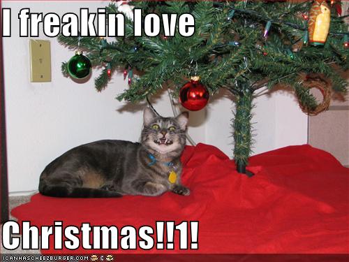 funny pictures cat loves christmas