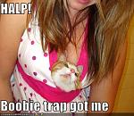 funny pictures cat fell for boobie trap