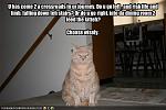 funny pictures cat gives you two options