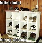 funny pictures cat hotel has no vacancy