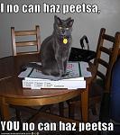 funny pictures cat keeps you from your pizza