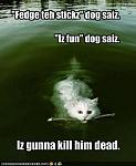 funny pictures cat will kill dog