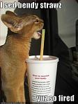 funny pictures wrong straw for baby wildcat