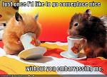 funny pictures hamsters are embarrassed