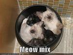 funny pictures mixed kittens meow