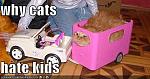 funny pictures why cats hate kids