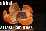 funny pictures mouse is free of orange