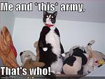 funny pictures your cat has an army1