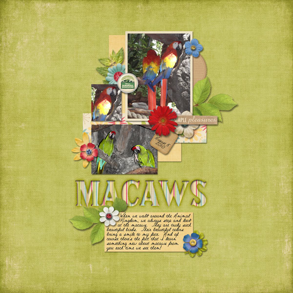 10_08Macaws_Web