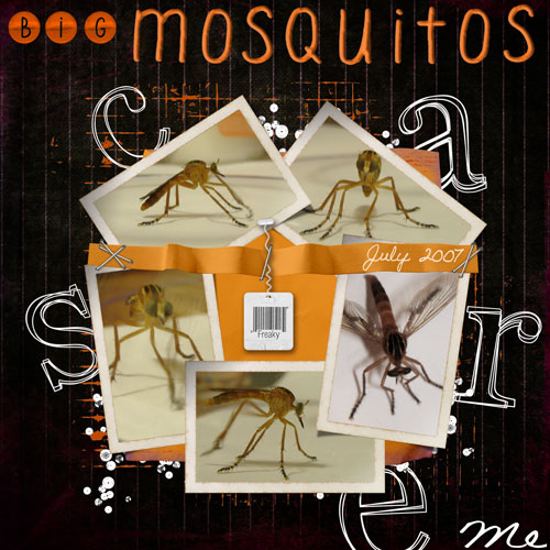 11-1-07_Big-Mosquitos