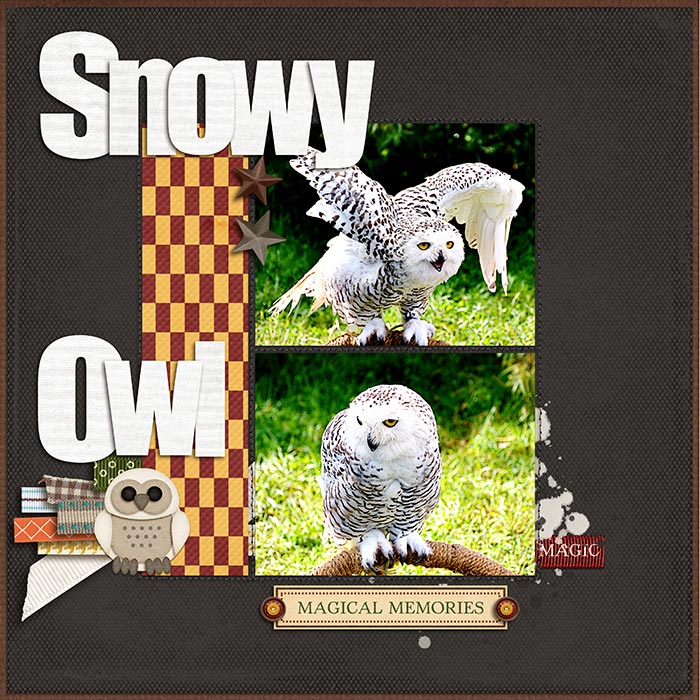 20161101-Snowy-Owl