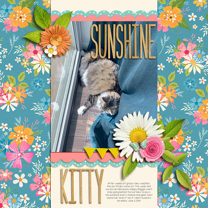 20190603--Sunshine-kitty
