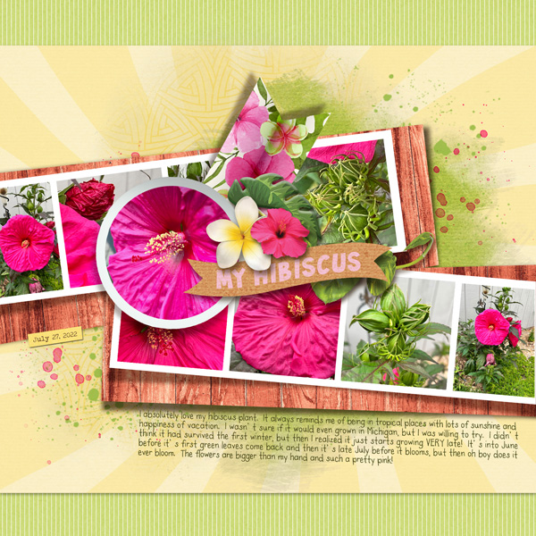 2022-07-27_Hibiscus_small