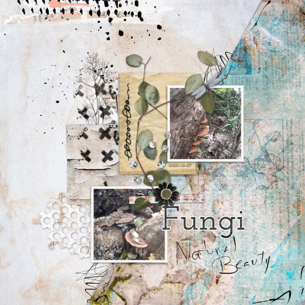2022-12-27_Fungi
