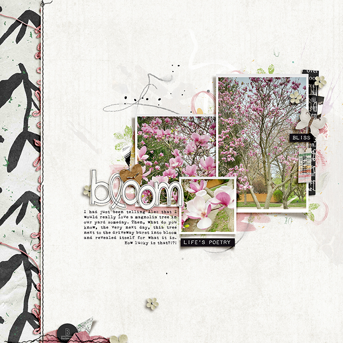 20220424_magnolia-tree-700