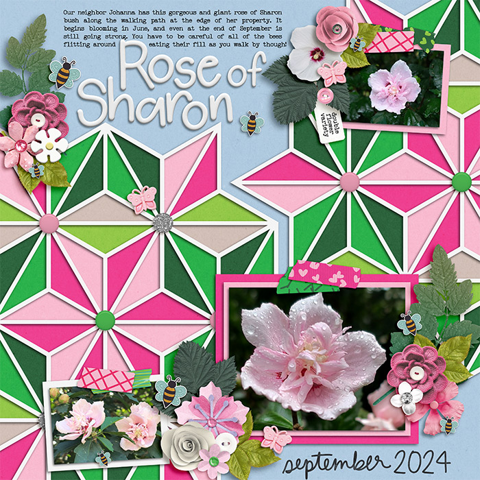 2024_0917_RoseOfSharon-w-700px