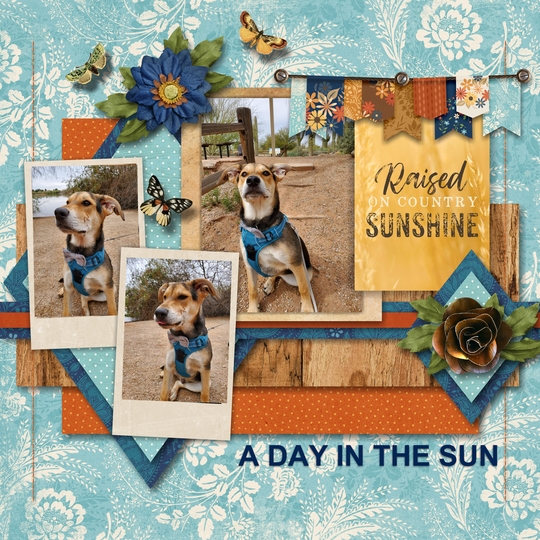 A_day_in_the_sun