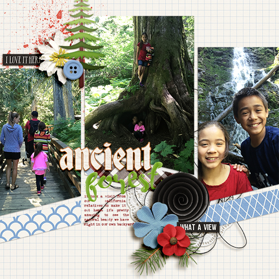 Ancient-Forest-small