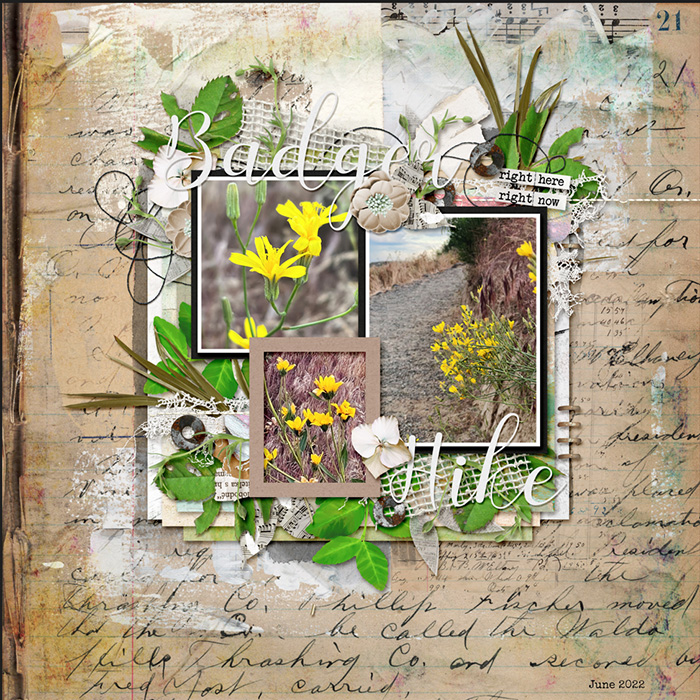 Badger_Hike_Flowers