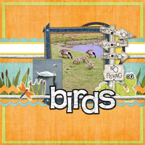 Birds_Custom_